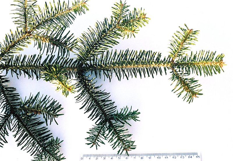 File:Abies alba 01.jpg