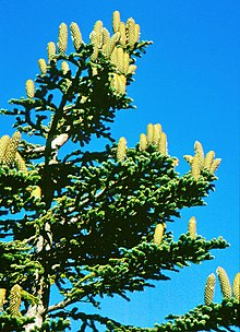Abies nebrodensis foliage cones.jpg