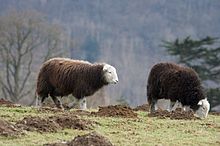 Photographie de deux moutons dans une prairie enahie de taupinières.