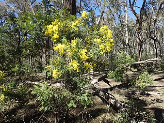 Acacia filicifolia habit Acacia filicifolia (habit).jpg