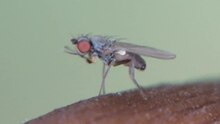 File:Acartophthalmus nigrinus - 2013-10-07.webm