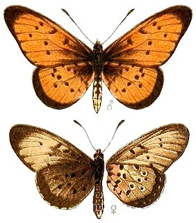 <i>Acraea caldarena</i> Species of butterfly