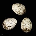 * Nomination eggs of common reed warbler - Oeufs de Rousserolle effarvatte --Ercé 09:40, 3 December 2023 (UTC) * Promotion  Support Good quality. --Poco a poco 12:13, 3 December 2023 (UTC)