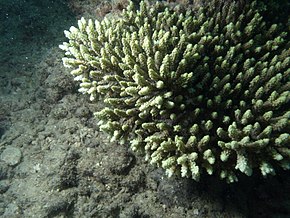 Beskrivelse av Acropora aculeus.JPG-bildet.