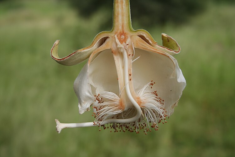 Продольный разрез цветка баобаба (Adansonia digitata), Буркина-Фасо