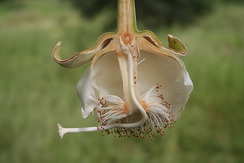 File:Adansonia digitata MS 6682.JPG