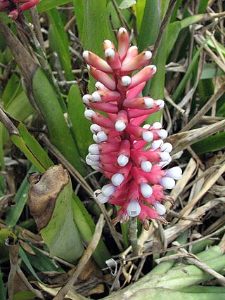 <i>Aechmea gamosepala</i> Species of flowering plant