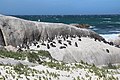 * Nomination African penguins (Spheniscus demersus) at Boulders Beach, South Africa --Bgag 02:51, 4 October 2018 (UTC) * Promotion  Support Good quality. --XRay 03:09, 4 October 2018 (UTC)