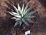Agave parryi 20070226-1531-44. jpg