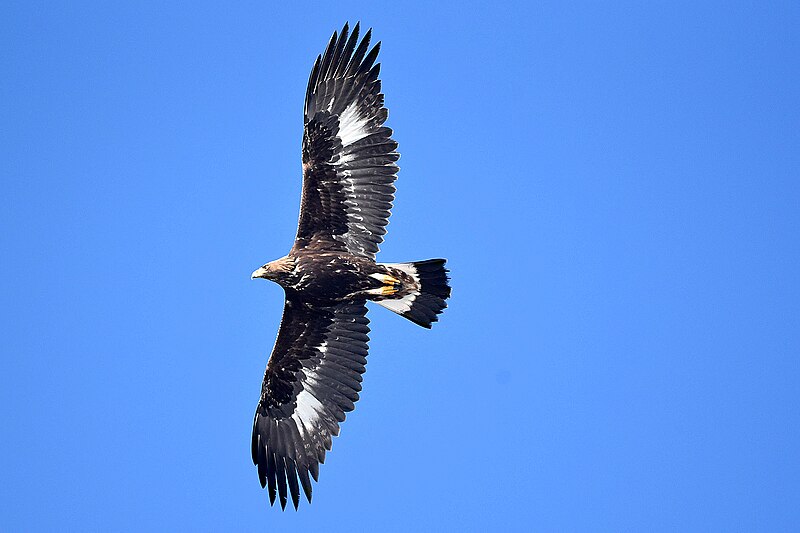 File:Aigle royal Aquila chrysaetos aDSC 6517 (51753434380).jpg