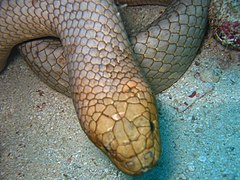 Маслиненокафява морска змия (A. laevis)