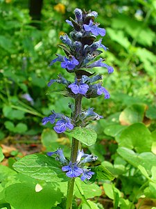 Ajuga reptans Inflorescence