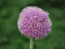 Allium aflatunense 01.JPG