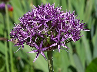 <i>Allium atropurpureum</i> Species of plant