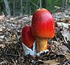 Amanita jacksonii.jpg