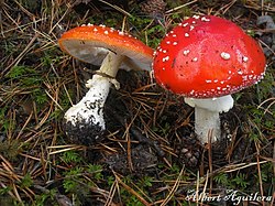 Amanita Muscaria