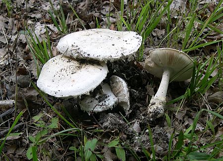 Amanita_ovoidea