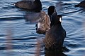 American Coot Flapping Wings
