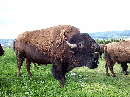 American bison, a species that lives on the open plains of North America
