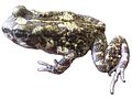 Perret's toad