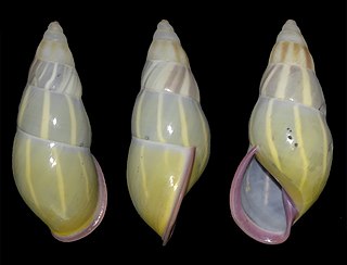 <i>Amphidromus ngocanhi</i> species of slender air-breathing tree snail