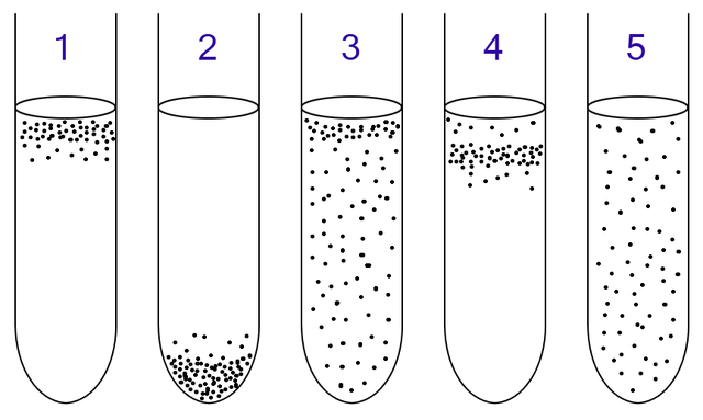 Obligate anaerobe - Wikipedia