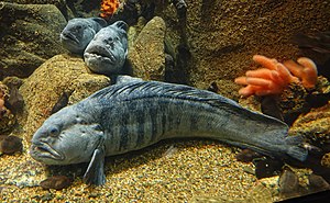 Atlantic Wolffish