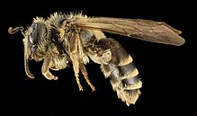 Andrena nebecula, F, Side, MD, Anne Arundel 2014-02-11-16.56.48 ZS PMax (12543099053) .jpg