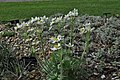 Anemone narcissiflora