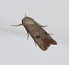 Anicla infecta - Green Cutworm Moth (14624988609).jpg