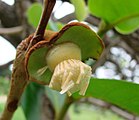 Annona crassiflora: Formación del fruto. Se pierden los pétalos y los estambres, y todavía se mantienen los estilos y los sépalos.
