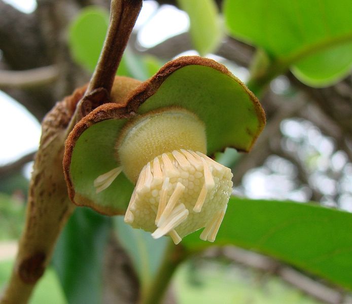 File:Annona crassiflora flower.jpg