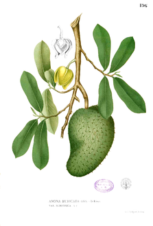 Annona muricata Blanco1.196.png