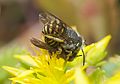 Anthidium oblongatum