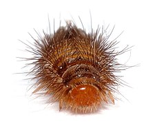 Carpet Beetles & Hair: A Personal Mystery Unfolded! - Carpet