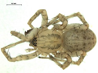 <i>Anyphaena celer</i> Species of spider