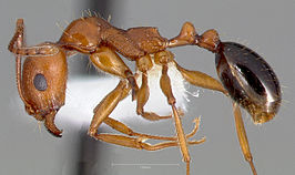 Aphaenogaster uinta