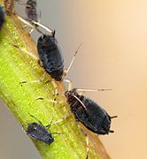 Aphis fabae (Black-bean Aphid)