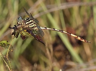 <i>Aphylla angustifolia</i> Species of dragonfly