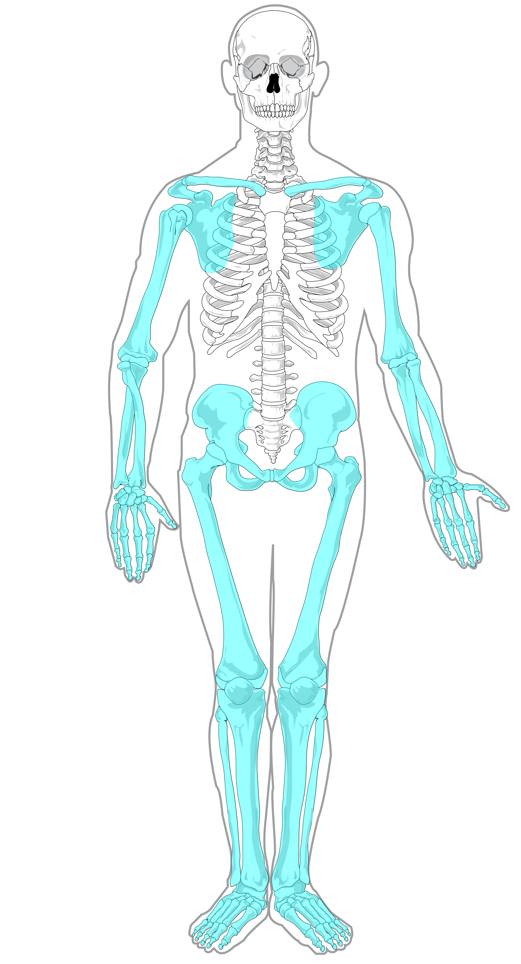 Human Skeleton Blank Diagram Choice Image - How To Guide 