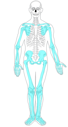 Esqueleto del cuerpo humano, Medicipedia