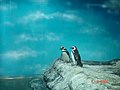 Aquário de Santos, tanque dos pingüins - panoramio.jpg