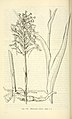 Platanthera ciliaris Fig. 356 page 698 in: D.S.Correll & H.B.Correll: Aquatic and wetland plants of southwestern United States (Orchidaceae) Washington (1972)