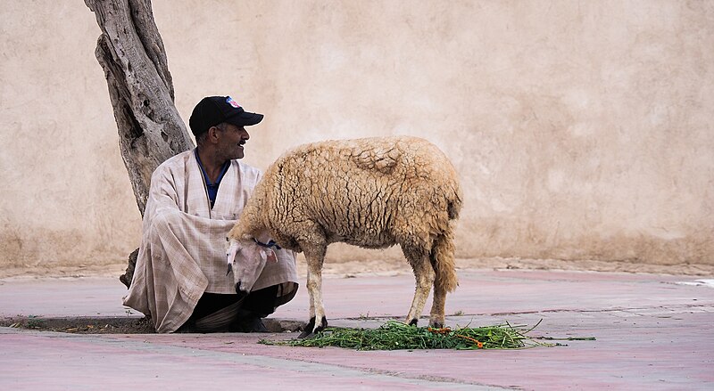 File:Arabian shepherd selling sheep in Ramadan month (street of Marrakesh).jpg