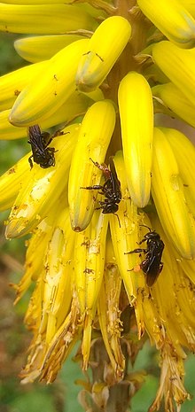 Trigona bees chew through unopened flowers to access pollen Arapuas nas flores de babosa.jpg