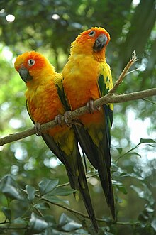 Aratinga solstitialis -captive-two-8a.jpg