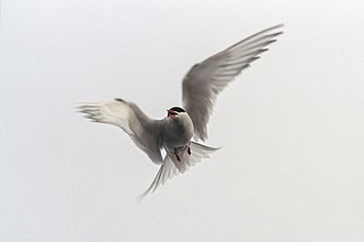 Arctic tern Arctic tern (js) 23.jpg