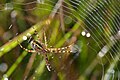 Argiope bruennichi