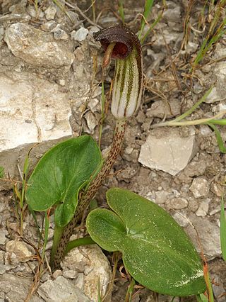 <i>Arisarum</i> Genus of flowering plants