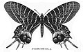 Desenho em branco e preto do macho de B. lidderdalii, por C. T. Bingham, retirado do livro Fauna of British India - Butterflies (Vol. 2) (1907).